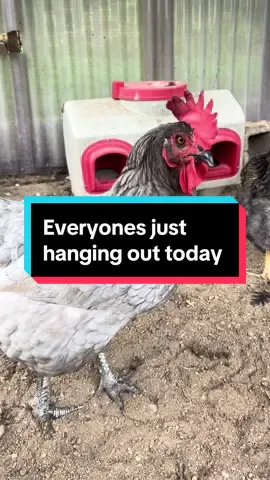 Wvwryones just hanging out this am . They are over the rain #chickens #rain #farm #farm #farming#farmlife #homesteading #fyp #eggsfresheggs #farmfresh #fyppppppppppppppppppppppp 