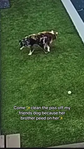 Just sibling stuff 🐶🤦🏻‍♂️ #dogsoftiktok #Siblings 