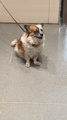 Хатіко із АТБ 🐕 😁  #кіт #cattok #catlover #cats #catsoftiktok #cat #cute #кот #kitten #котики #коты #котенок #котикиприколы #котыприколы #смешное #смешныеживотные #собака #собакадругчеловека #собаки #dog #dogsoftiktok #dogs #doglover #tiktok #собакиприколы