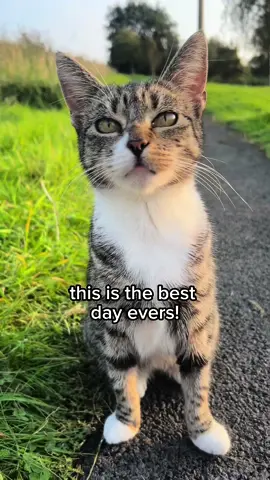 Happiest stories #pet #cat #cute 