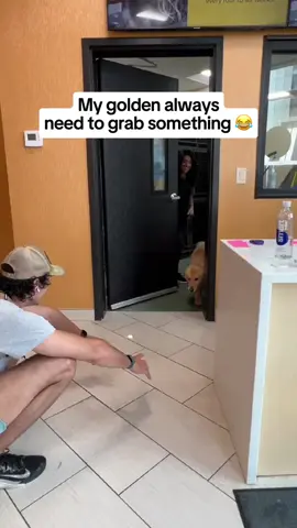 He went for the first thing he saw (@timber.the.golden ) #dogsoftiktok #funnyvideos #dogsoftiktok
