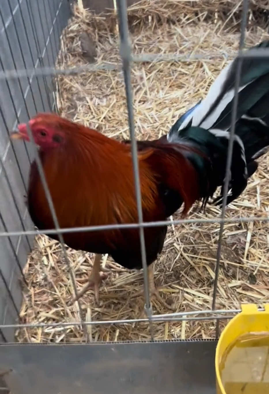 Andan bien activos 😍😍😍 #albany #gallos #california #rancho #mexico 