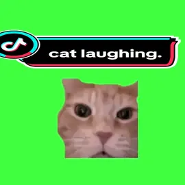 cat laughing template. #meme #template #greenscreen #CapCut 