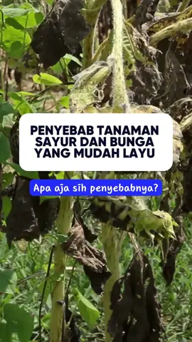 Penyebab tanaman jenis sayur dan bunga mudah layu, sudah tahu? #hidroponik #hidroponikpemula #tanamanhias #tanamanviral #bigfarm #bigfarmindonesia 