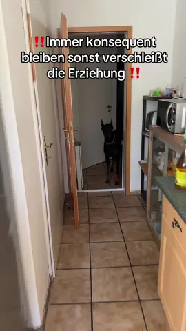 #foryou #viral #fyp #dog #hundevideos #dogsoftiktok #hunde #hundeerziehung 