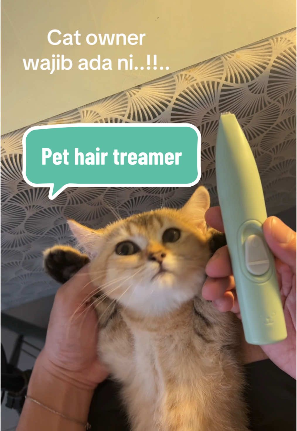 Paw hair treamer.. . . #pethairtreamer #pawhairtrimmer #cats 