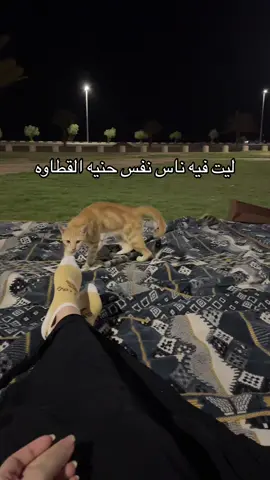 عشان كوب مويه استلطفني🥹 #قطط #fyp #اكسبلورexplore 