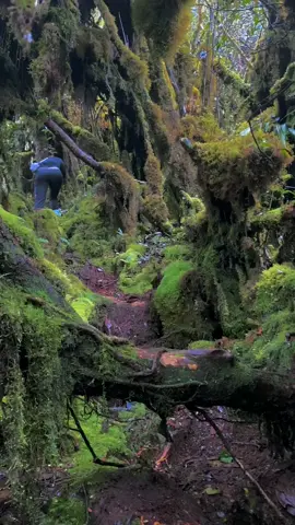 Hutan Lumut Bukit Raya Kalimantan 🍃 #travel #trip #tour #indonesia #sevensummitindonesia #bukitraya #kalimantan #borneo #7summits #indonesia 