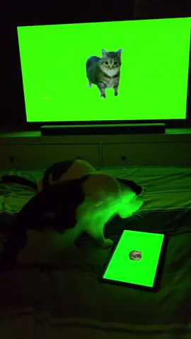 My cats are absolutely unbothered by this spinning cat meme oiiaiooiiai #catsoftiktok #spinningcat #catsoft #cat #cats #catmeme #fyp #viral #repost #oiiaiooiiai #catgreenscreen 