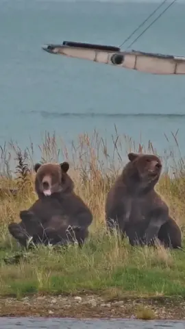 View of unbothered 909 Jr. racking up #fatbearweek votes #bearcam  