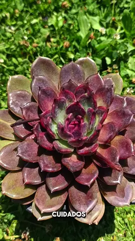 La Echeveria Dark Chocolate 🌺 🍫 Un hermoso ejemplar de muchos que tenemos en vivero Entreflores. Dale like y síguenos para más contenido 🙋 #echeveria #echeveriadarkchocolate #suculentas #plantas #flores 