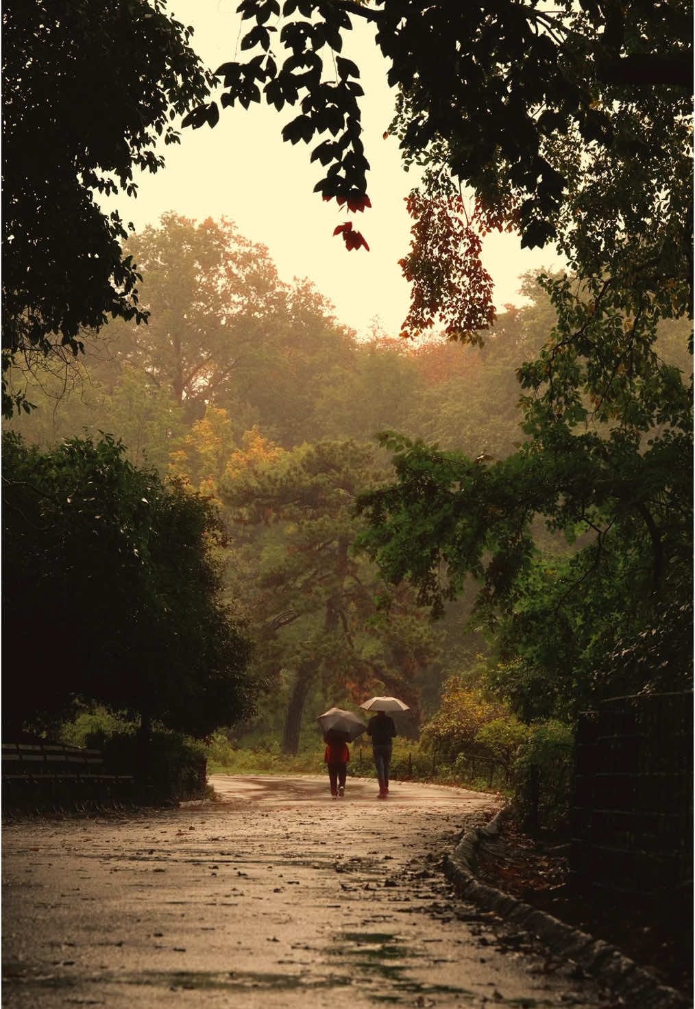 I live for this kind of mood #centralpark #cinematic #rain #autumn 
