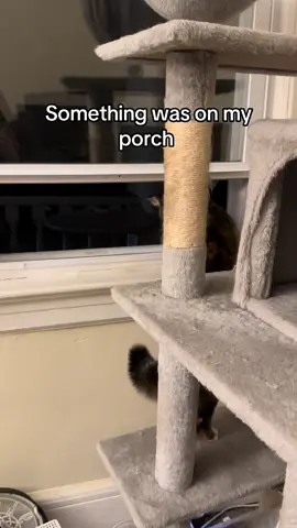 I cant even play the video of her yowling when im home she gets so scared #cats #catsoftiktok 