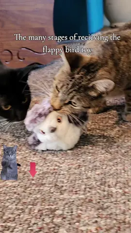 It was a whirlwind of emotions for my cats after receiving the flappy bird toy.  #cats #catsoftiktok #fyp #flappy bird #tiktokshop #tiktokshopfinds #tiktokmademebuyit #cattoy 