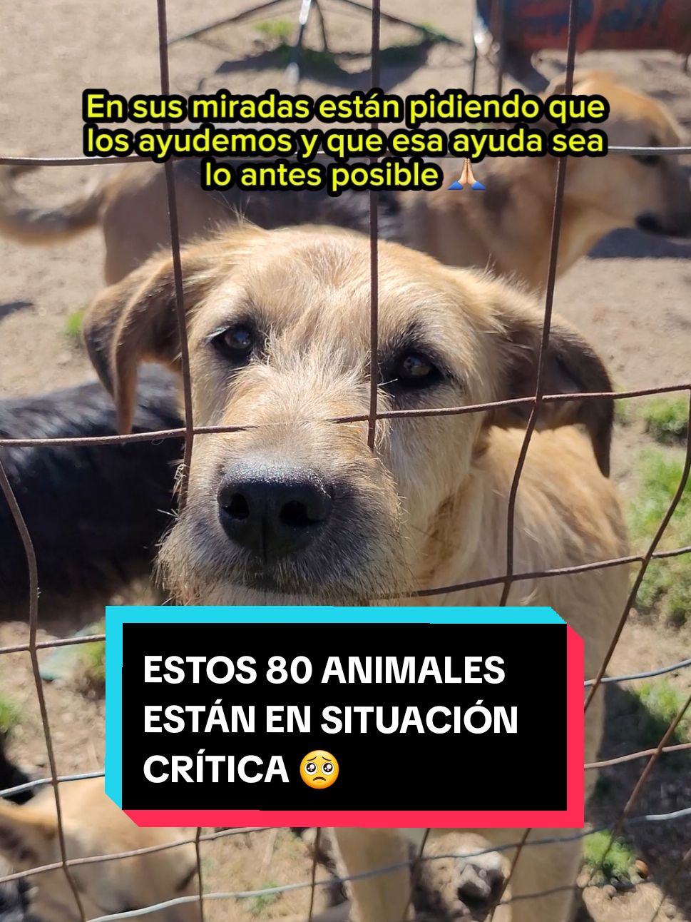 Hay 80 animales QUE NECESITAN AYUDA URGENTE 🥺🙏🏻🐶 #uruguay #solidaridad #empatia #refugiodeanimales 