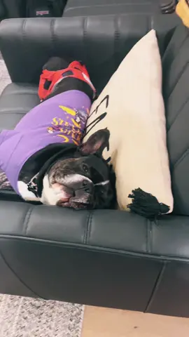 Leave me alone mom #snoozing #furbaby #frenchielife #fyp #blowthisup #debtfreejourney #mygirl #mydog 
