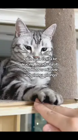 #masyaallahtabarakkallah #cat #kucing #catstory #fyppppppppppppppppppppppp 