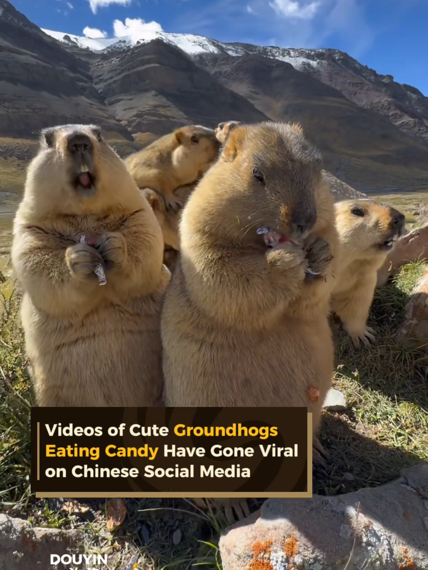 Videos of Cute Groundhogs Eating Candy and Drinking Coke Have Gone Viral on Chinese Social Media #fyp #visitchina#tourism #tour#xizang #tibet #groundhog #animals