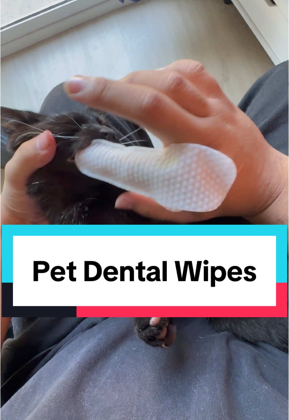 How to brush your cats teeth #petowner #catlover #pethealth #dentalhygiene #pethygiene #falldealsforyou 