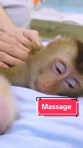 The monkey got a nice massage 💆‍♀️🙉🙉🙉😊😊🎉 #babymonkey #funnyvideos #monkeyPoki #monkeyfunny #massage 