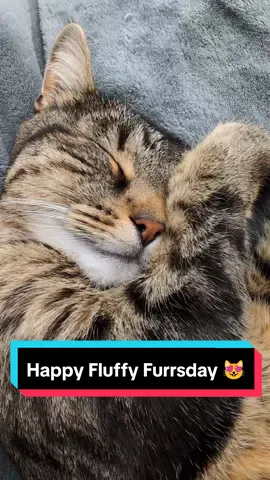 Happy Fluffy Furrsday 💞💟💤💟💞 #cat #catsoftiktok #ASMR #viral 