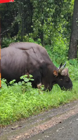 গয়াল 😲😲 Goyal, Gaur, Mithun, Indian Bison... #tiktok #trending #song #viral #goyal #gaur #mithun #indianbison #foryou 
