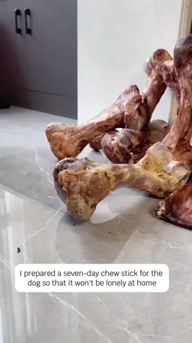 I'm leaving. I prepared a seven-day chew stick for the puppy so that it won't be lonely at home. #Frenchbull #Frenchbullcute #Frenchbullbaby #Frenchbullpuppy #cutepetdebutplan #puppy#cuteanimals 