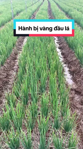 Hành bị vàng đầu lá #lamnong #agriculture #trendingtiktok 