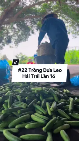 Trồng dưa leo, thua hoạch dưa leo bán tại vườn lần 16 #hienonha 