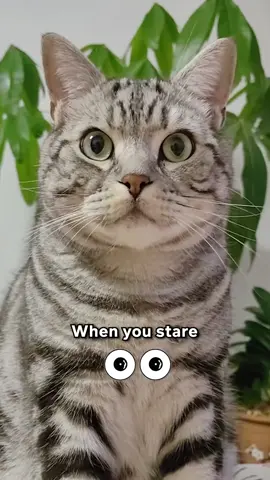 This Is What Happens When You Stare At Your Cat For Too Long! 👁️ 