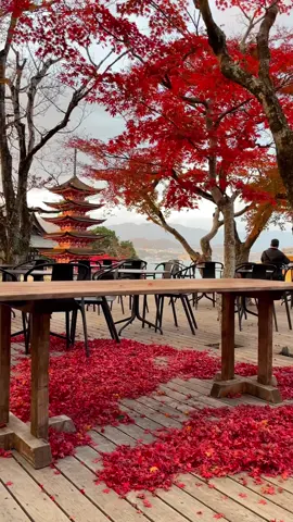 📍 Miyajima, Hiroshima  One of the most beautiful cafes during maple season 🍁　#japantravel #japan #広島　#広島グルメ #広島カフェ  #おすすめスポット　#traveljapan #japantrip 