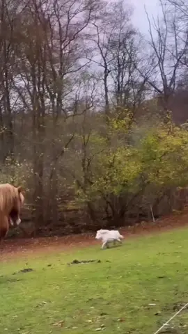 Mini horse running happily 🥰#cute #horse #pony #animals #little