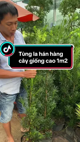 Tùng la hán hàng cây giống cao 1m2 thích hợp cho bà con nuôi trồng #letrucbentre #bonsaimini #cacloaitunggiongmoi #tunglahan