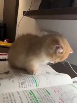 It also feels sleepy when reading 🤣🤣 #cat #cats #pet #pets #meow #kitten #kitty #kittycat #kucing #kucinggemoy #kucingoren #kucinglucu #kucingtiktok #catsoftiktok #PetsOfTikTok #catlover #petlover #cattok #catsvideo #funny #fyp #fypage #foryou #tiktokviral #cute #cutecat #adorable #comel #lucu #babycat #anakkucing #animals #Love #lovely #sleepy 