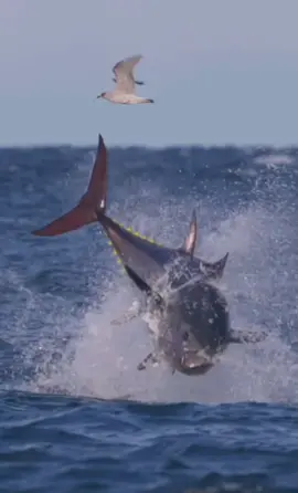Last week, I filmed these enormous fish (some 400kg) hunting garfish and Atlantic saury. It was difficult to predict where the tuna would erupt from below, but every now and then a panicked baitfish would leap out of the water in an attempt to escape, often followed by the tuna. Exceptional UK wildlife in full flow! 🇬🇧 Full 7-minute video on YouTube, link in @henrykirkwoodfilmmaking bio 🫡’  Aclassic!!  #fishing #fish #fishinglife #bluewater #nature  #fishingislife #angler #fisherman #fishingtrip #boat #fishingaddict #bigfish  #saltwaterfishing #fishingdaily #fishon #sea #aclassic #diehard #diehardfisho 