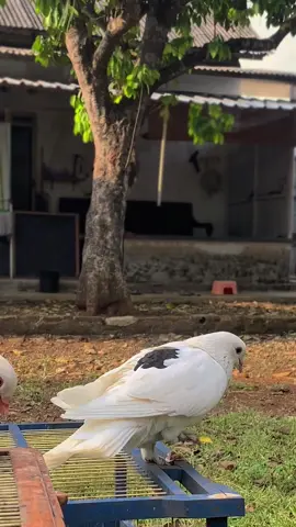 Tunjukan pesona merpati gantengmu kawann 🙌🏻🕊️😎🥰 #สปีดสโลว์ #สโลว์สมูท #CapCut #merpatiku #merpatijambrongblantong #merpatiblantong #ganteng #merpatilovers🕊 #fypシ #foryoupageofficially #fypシ゚viral 
