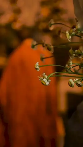 Hãy cố gắng tu tâm dưỡng tính, làm nhiều việc thiện. Không có gì đảm bảo cho mình được bình an bằng chính phước báo mình đã gieo trồng. 🙏🪷 #kinhdiatang #phatphapnhiemmau #LearnOnTikTok #tutaitam 