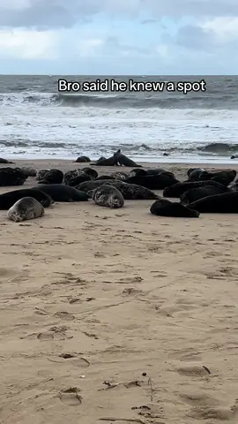 #fyp #foryou #foryoupage #seals #seal #explore #beach 