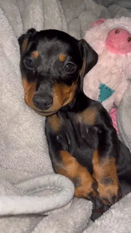 Puppy dreams & a big stretch 🥹❤️ #puppy #dog #sausagedog #fyp #fy #foryou #foryoupage #dogs #puppies #puppylove #doxie #cute #teckel #cutedog #dachshund #dogsoftiktok #puppiesoftiktok 