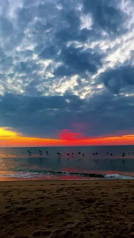 #pelicans #birds #goldenhour #sunriseview #ocean