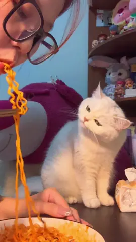 #cats #fyp #funny #cat #catsoftiktok #cute 