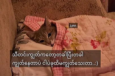 လူပျိုဘဝကကျွတ်ချင်ပြီ🗿#foryou #fypシ #tittokmyanmar #viewsproblem #fypppppppppppppp #စာတို #fypရောက်စမ်း #foryou @TikTok 