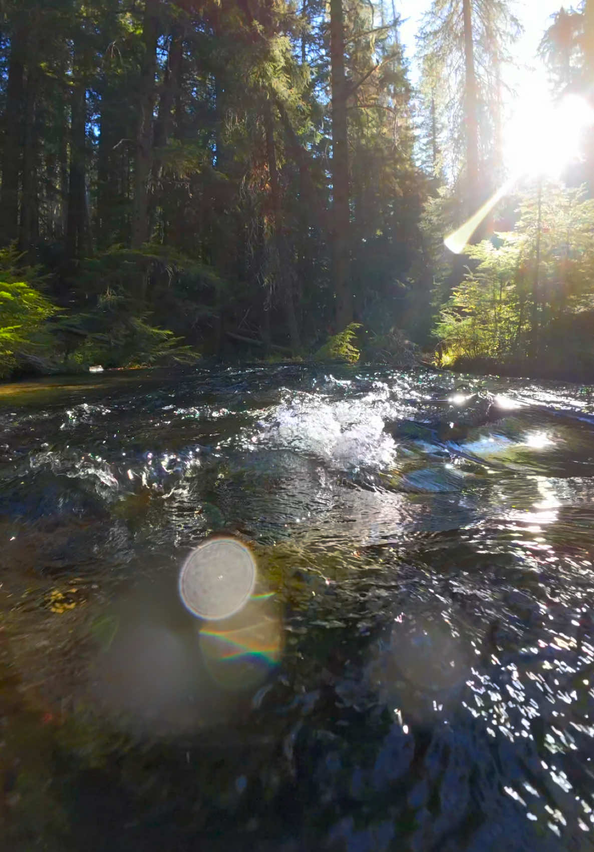 Emerging from the water to reveal a flowing river glistening under the warmth of a beautiful sunny day, a perfect moment of tranquility in nature 😌 #nature #Outdoors #cinematic #calm #naturetherapy