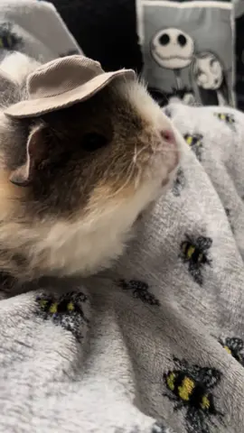 Daisy poop 😌 #guineapigs #guineapig #trendingvideo #funnyvideo #fyp 