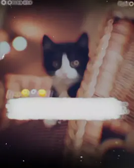𝗭𝗮𝗹𝗶𝗺𝗼 𝗙𝗼𝗹𝗹𝗼𝘄 𝗸𝗲𝘆𝗮 𝗸𝗿𝗼😂🤧#foryou #foryoupage #funnyvideo #funny #trend #trending #poetry #status #shayari #catlover #cat #zeesho_army 