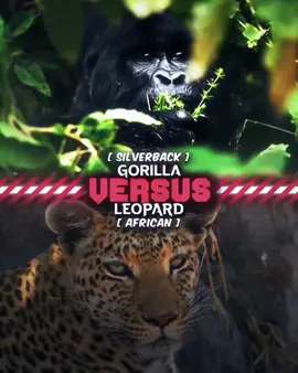 Silverback gorilla vs African leopard#keşfet#fyp 