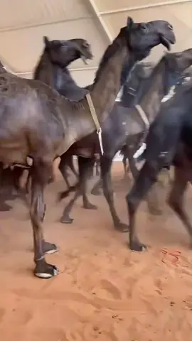 #ابن_سليم_التميمي#ماشاء_الله #اكسبلور #explore #البل #المجاهيم #الرمله #الربع_الخالي #الربع_الخالي #مزاين #مجهم #الصياهد #الوضح 