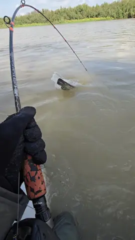 #fishing #pesca #wędkarstwo #catfish #siluro #sum 