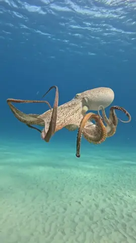 Octopus Moves Live Wallpapers Photos #octopus #sea #ocean #nature #animal #animalsoftiktok #wallpapers #livephotos #livewallpapers #videowallpapers #phonewallpapers #bestwallpapers #newwallpapers #8k #4k 