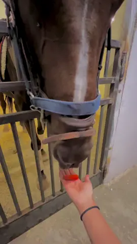 الكساندر اذا شاف الجزر يصير اهدى خيل على وجه الارض #ما_شاء_الله #خيل_وخياله🐎 #خيل_حصان_فرس_مهره_خيول_امهار_العاديات #خيول #فارسه🏇🏼 